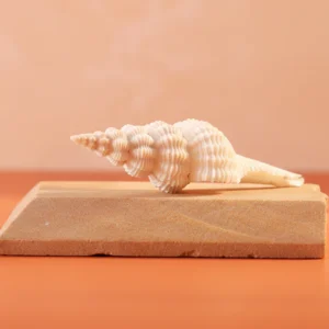 shukra-shankh-1-pc-navagraha-shankh-attracts-positive-energies-heals-doshas-helps-invoke-planetary-blessings