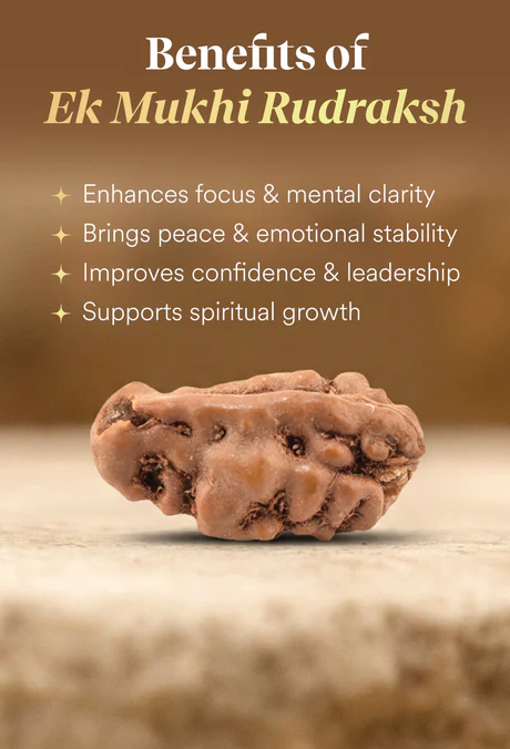 Ekmukhi Rudraksha - Image 3
