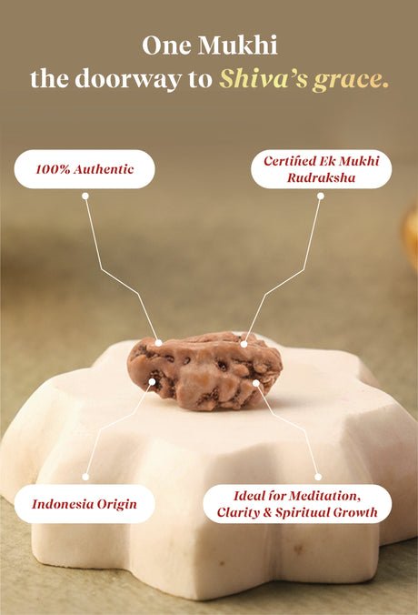 Ekmukhi Rudraksha - Image 4