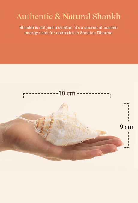 Panchjanya Surya Shankh 1 Pc | Symbol of Bhagwan Surya - Image 3