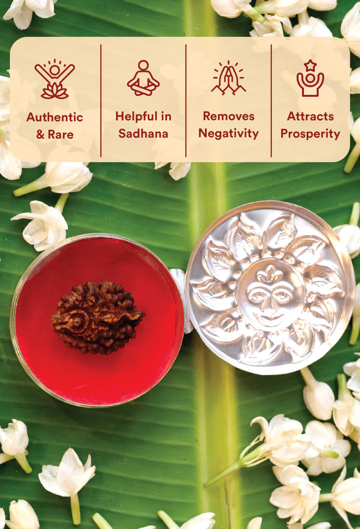 Shivling Rudraksha - Certified 2 Mukhi Rudraksha Shivling for Protection, Peace & Spiritual Growth - Image 6