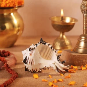 shani-shankh-1-pc-navagraha-shankh-symbol-of-planet-shani-attracts-prosperity-success