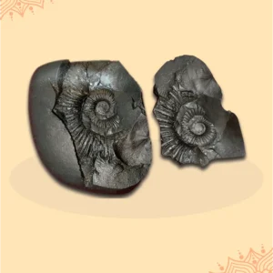 Sudarshan Shaligram - Sacred Vishnu Shila for Protection, Positivity & Spiritual Growth