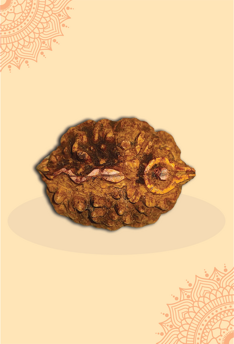 Shivling Rudraksha - Certified 2 Mukhi Rudraksha Shivling for Protection, Peace & Spiritual Growth - Image 4