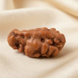 ekmukhi-rudraksha