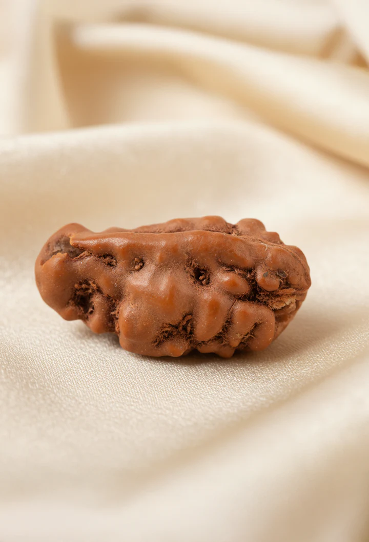Ekmukhi Rudraksha