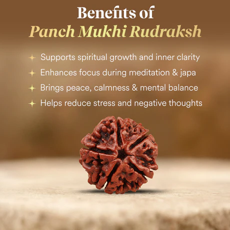 Panchmukhi Rudraksha Single Bead - Image 2