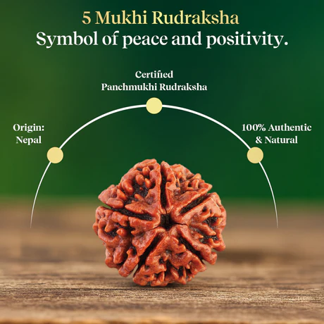 Panchmukhi Rudraksha Single Bead - Image 3