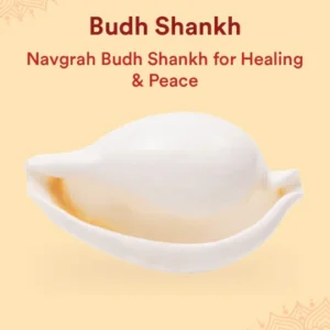 budh-shankh-1-pc-navagraha-shankh-attracts-prosperity-success-no-carving
