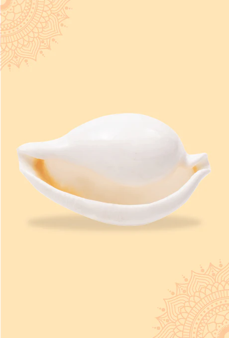 Budh Shankh 1 Pc | Navagraha Shankh | Attracts Prosperity & Success | No Carving - Image 2