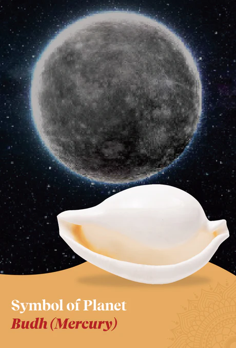 Budh Shankh 1 Pc | Navagraha Shankh | Attracts Prosperity & Success | No Carving - Image 3