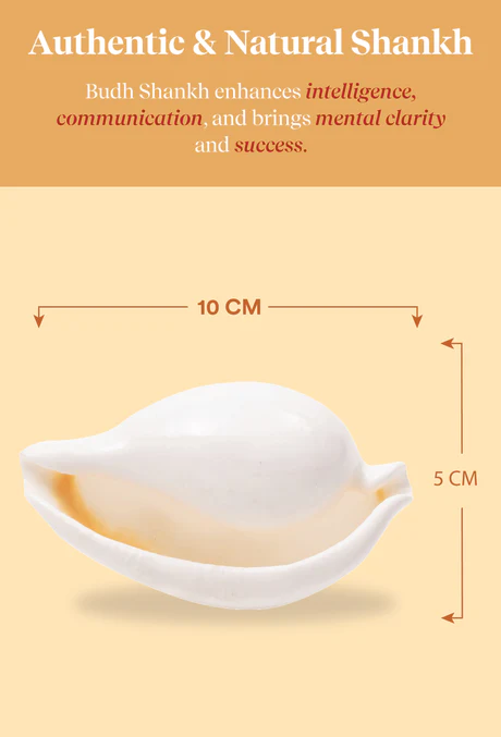 Budh Shankh 1 Pc | Navagraha Shankh | Attracts Prosperity & Success | No Carving - Image 5