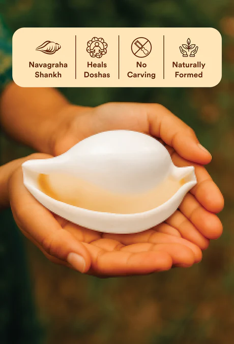 Budh Shankh 1 Pc | Navagraha Shankh | Attracts Prosperity & Success | No Carving - Image 7