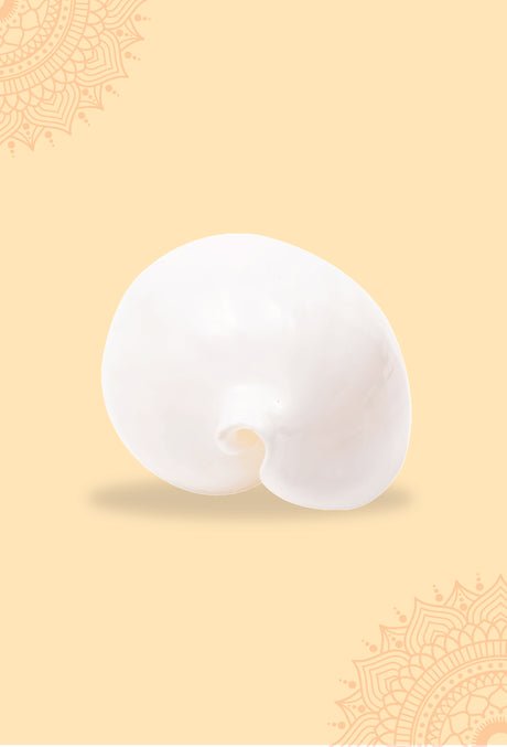 Budh Shankh 1 Pc | Navagraha Shankh | Attracts Prosperity & Success | No Carving - Image 6