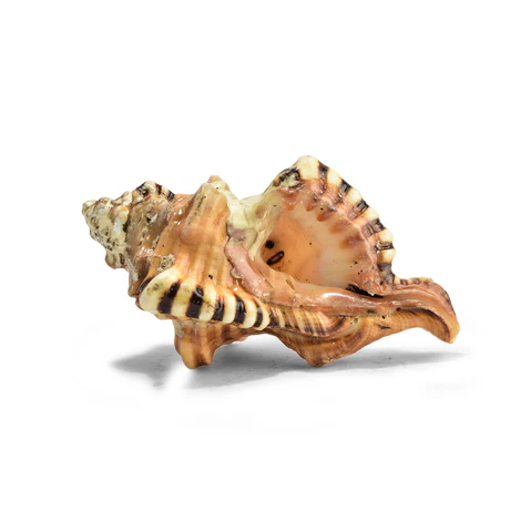 Ganesh Shankh - Image 9