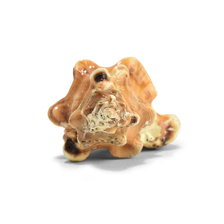 Ganesh Shankh - Image 11