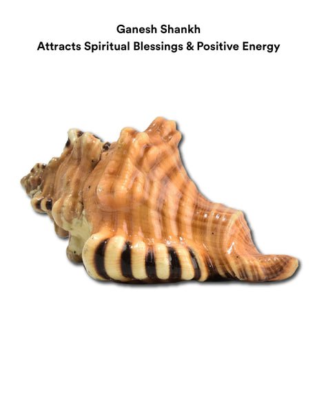 Ganesh Shankh - Image 12