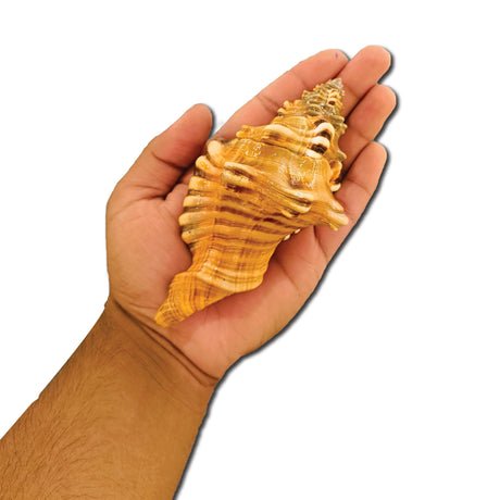 Ganesh Shankh - Image 7