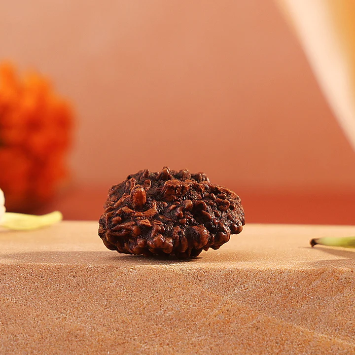 Shivling Rudraksha - Certified 2 Mukhi Rudraksha Shivling for Protection, Peace & Spiritual Growth