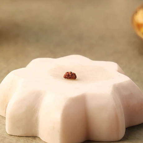 Ekmukhi Rudraksha - Image 2