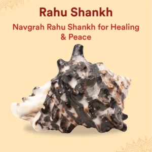 rahu-shankh-1-pc-navagraha-shankh-attracts-wisdom-self-realization-heals-doshas