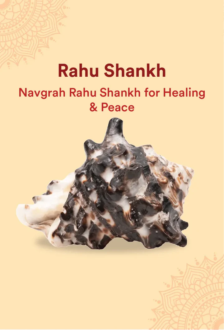 Rahu Shankh 1 Pc | Navagraha Shankh | Attracts Wisdom & Self-Realization | Heals Doshas