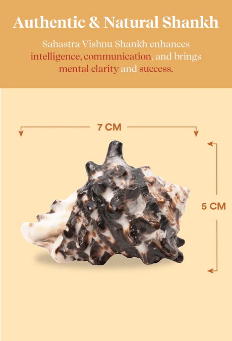 Rahu Shankh 1 Pc | Navagraha Shankh | Attracts Wisdom & Self-Realization | Heals Doshas - Image 2