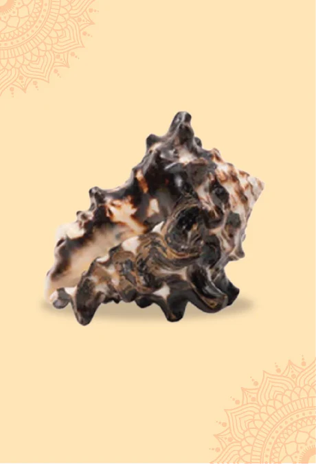 Rahu Shankh 1 Pc | Navagraha Shankh | Attracts Wisdom & Self-Realization | Heals Doshas - Image 5