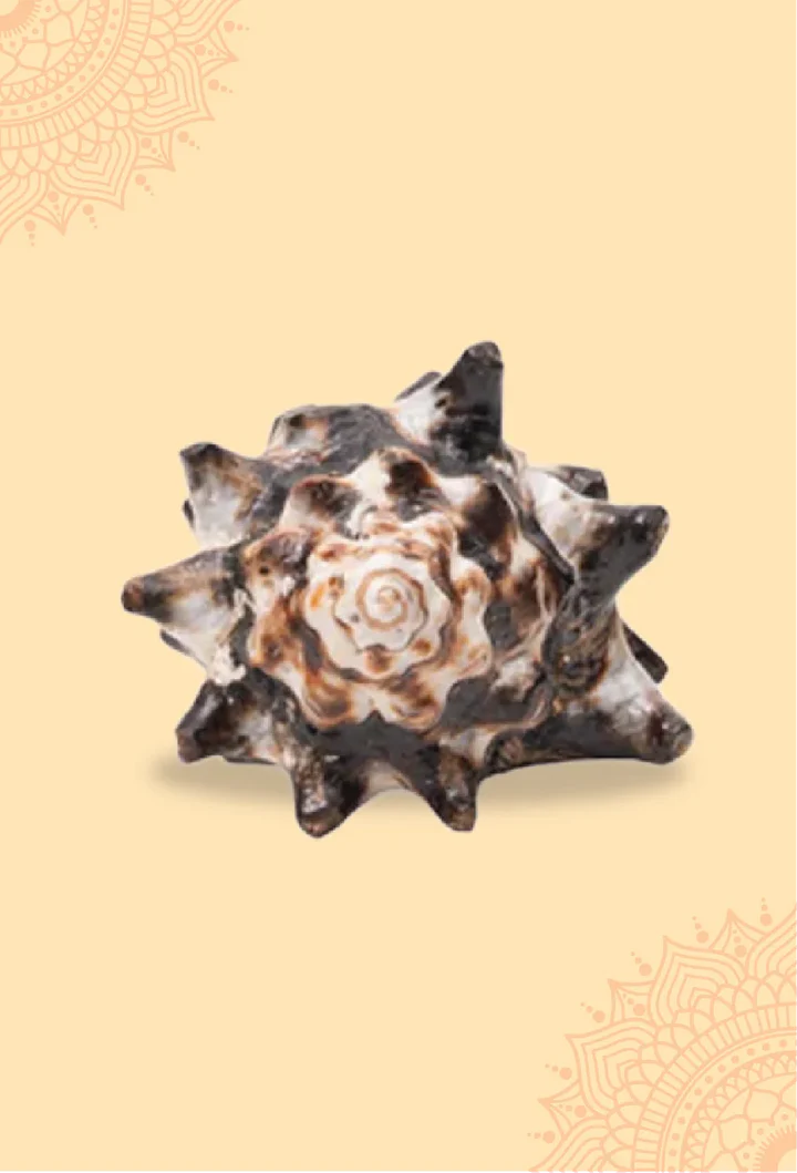 Rahu Shankh 1 Pc | Navagraha Shankh | Attracts Wisdom & Self-Realization | Heals Doshas - Image 6