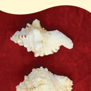 sacred-shubh-labh-shankh-pair-bring-home-prosperity-protection