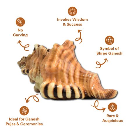 Ganesh Shankh - Image 3