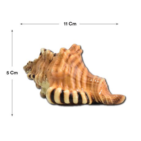 Ganesh Shankh - Image 5